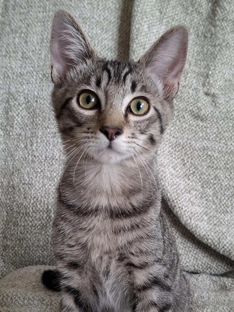 A baby small-sized male Tabby (Brown / Chocolate) Domestic Short Hair cat named Donnie for adoption in Yorba Linda, CA