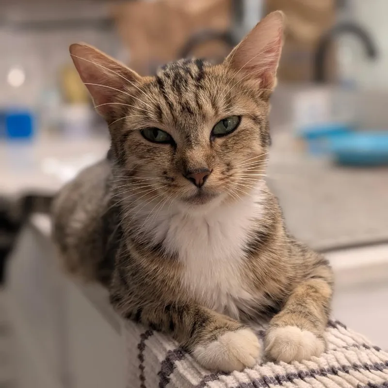 A young medium-sized female Brown / Chocolate Domestic Short Hair cat named Morgana for adoption in Raleigh, NC