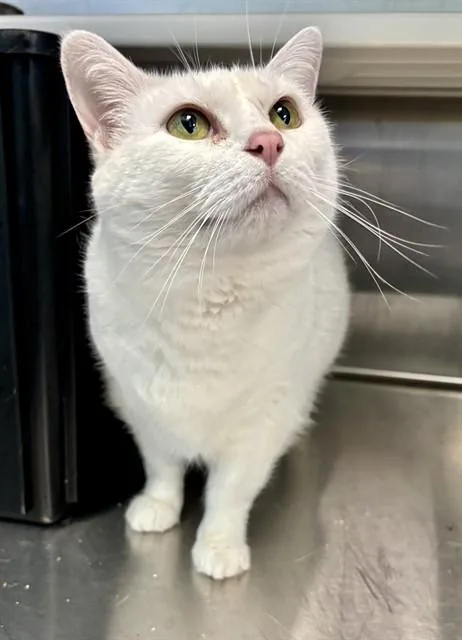 An adult medium-sized female Domestic Short Hair cat named Snow for adoption in Kalamazoo, MI