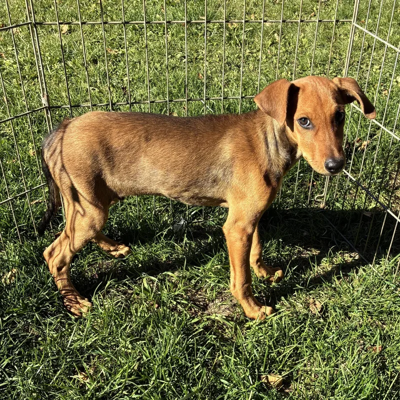 A baby medium-sized male Doberman Pinscher dog named Rocky for adoption in Danville, VT
