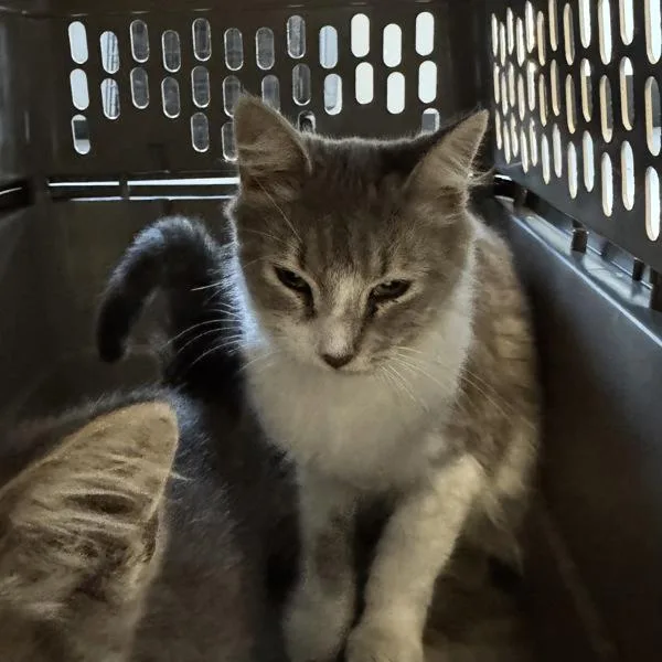 A young medium-sized female Domestic Medium Hair cat named Stack for adoption in Des Moines, IA