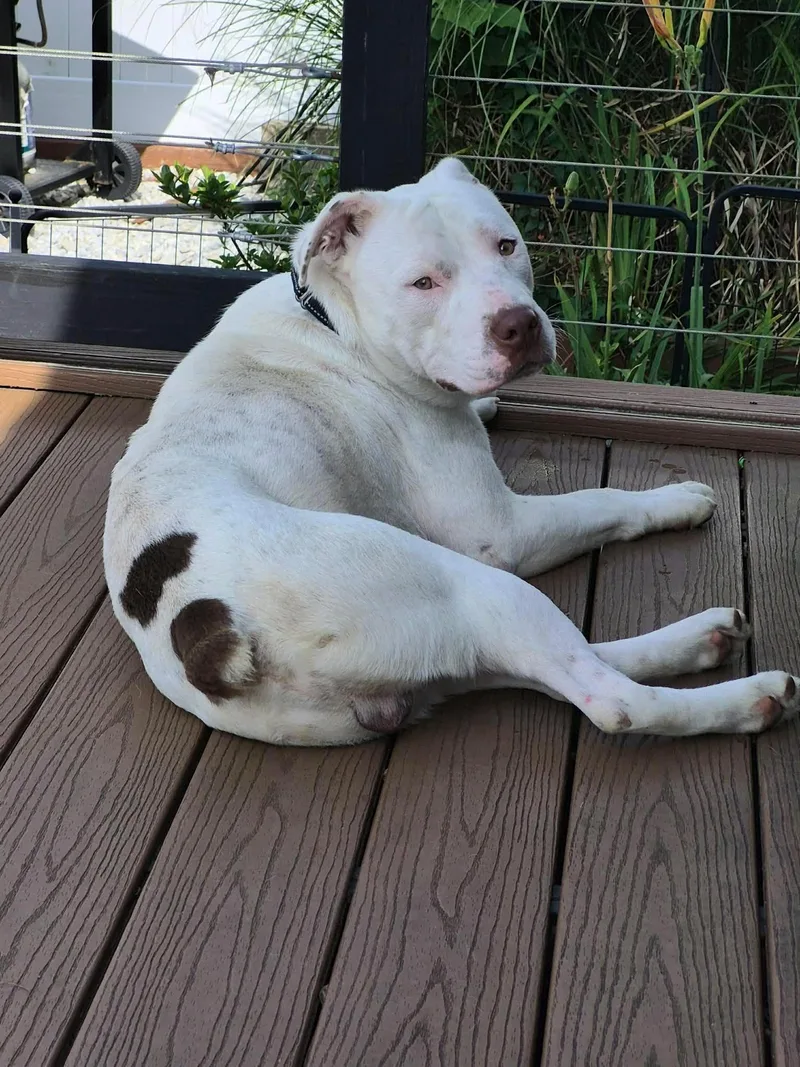 A young medium-sized male Boxer dog named Johnny for adoption in Holbrook, NY