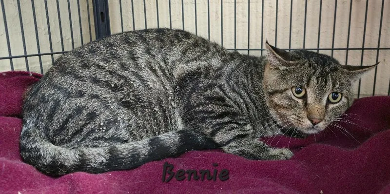 An adult medium-sized male Domestic Short Hair cat named Bennie for adoption in Cedar Rapids, IA