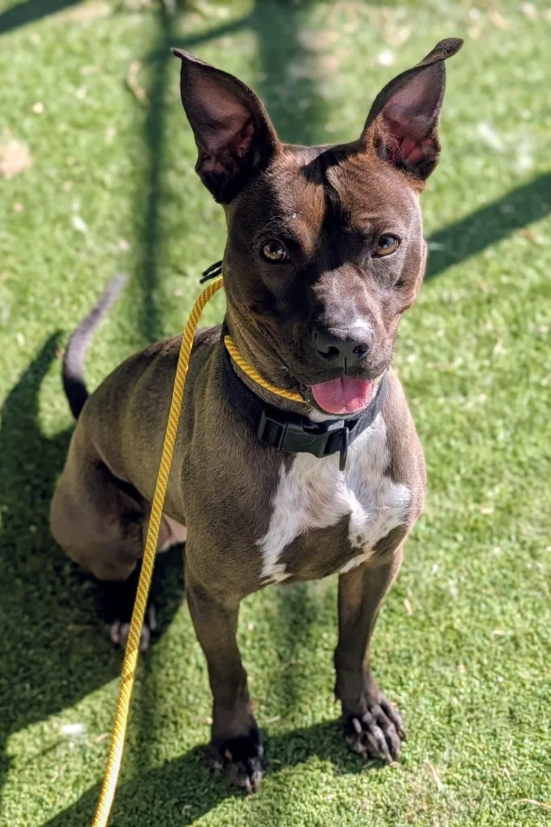 An adult medium-sized female Pit Bull Terrier dog named 25-229 for adoption in Ridgecrest, CA