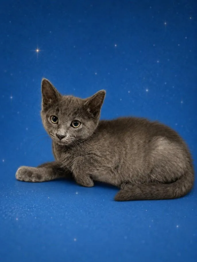 A baby small-sized female Domestic Short Hair cat named Mist for adoption in Clinton Township, MI