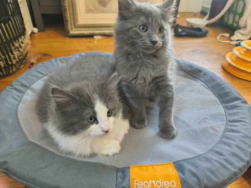 A baby medium-sized male Gray / Blue / Silver Domestic Short Hair cat named Pickle for adoption in Overland Park, KS