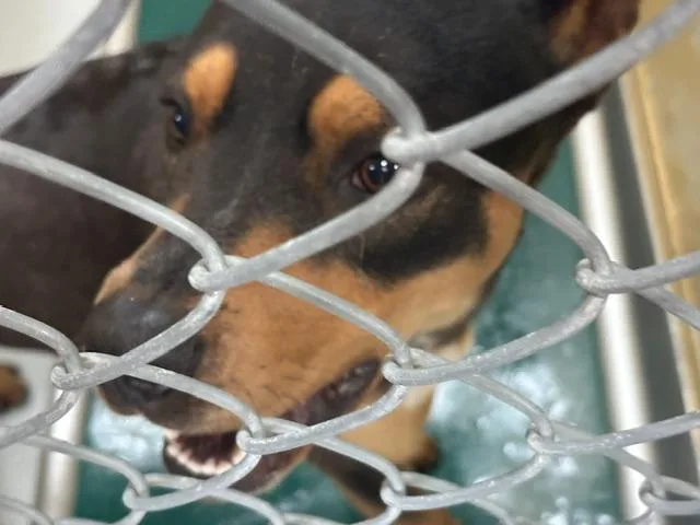 A young medium-sized male Pit Bull Terrier dog named Boston for adoption in Tulsa, OK