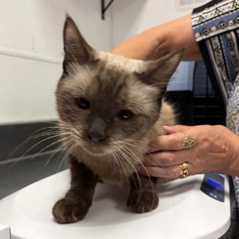 An adult medium-sized female Seal Point Domestic Short Hair cat named Julieta for adoption in Henderson, NV
