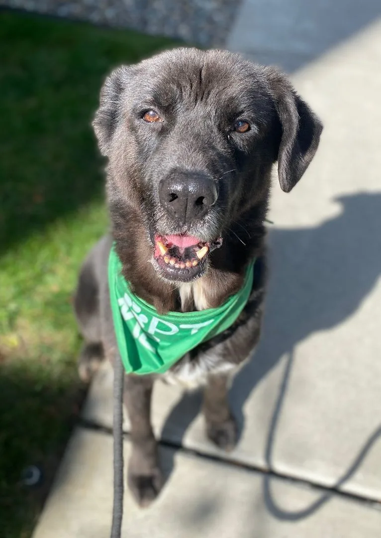 A senior medium-sized male Black Chow Chow dog named Astro for adoption in lynnwood , WA