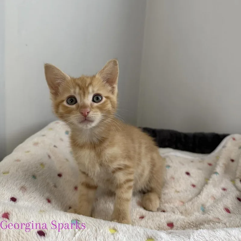A baby medium-sized female Tabby (Orange / Red) Domestic Short Hair cat named Georgina Sparks for adoption in Bethel, OH