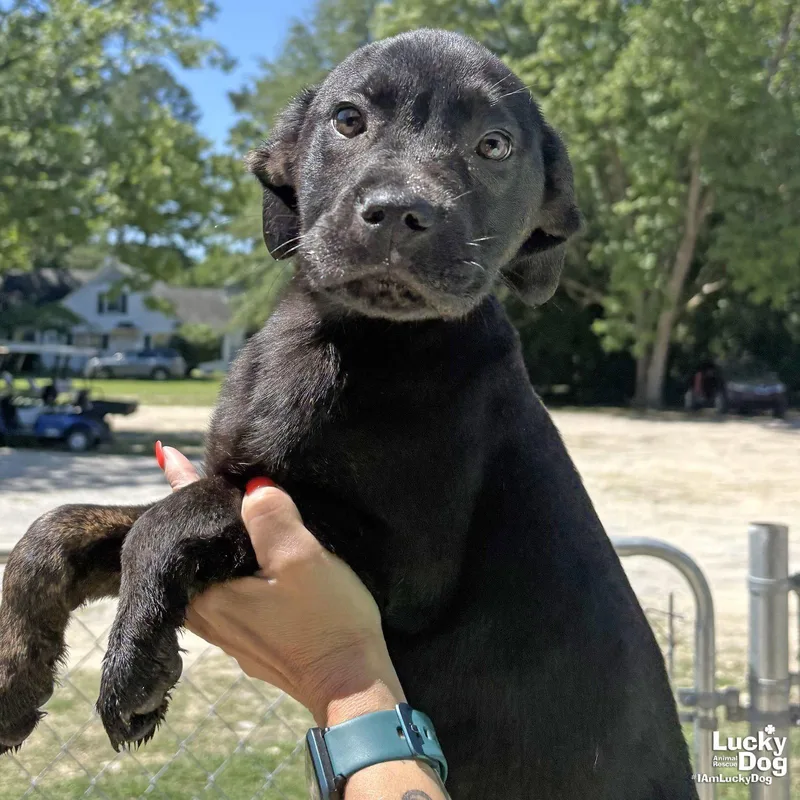 A baby medium-sized male Labrador Retriever dog named Valor for adoption in Washington, DC