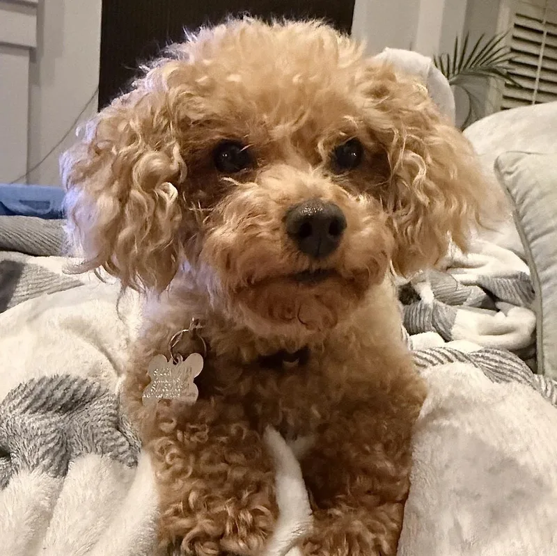 Petey