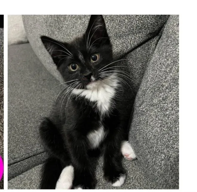 A baby small-sized male Domestic Short Hair cat named Yue for adoption in Vancouver, WA
