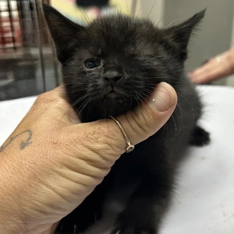 A baby small-sized male Black Domestic Short Hair cat named Pinky for adoption in Austin, TX