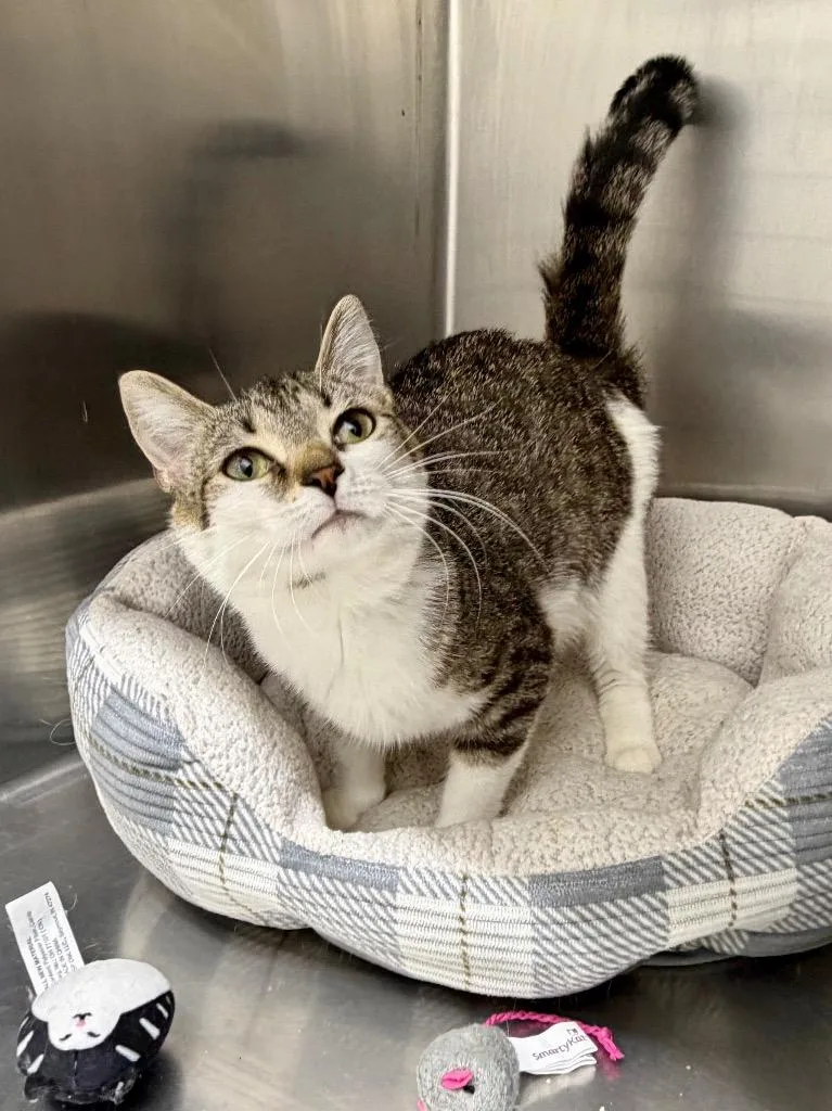 A young large-sized female Domestic Short Hair cat named Chevrolet for adoption in Glenfield, NY