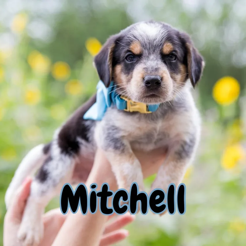 Mitchell thumbnail 2