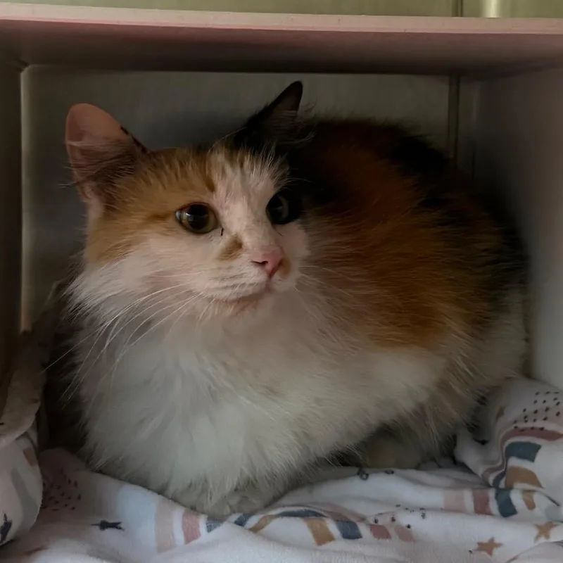 Whiskers thumbnail 2