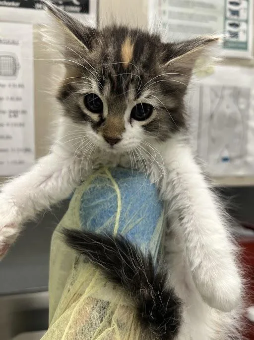 A baby small-sized female Domestic Short Hair cat named Norma for adoption in Las Vegas, NV