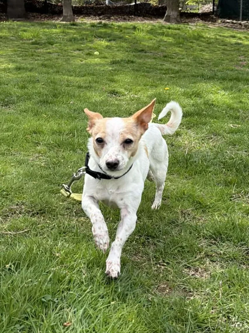 An adult small-sized female Chihuahua dog named Carol Brady Bunch for adoption in Terryville, CT