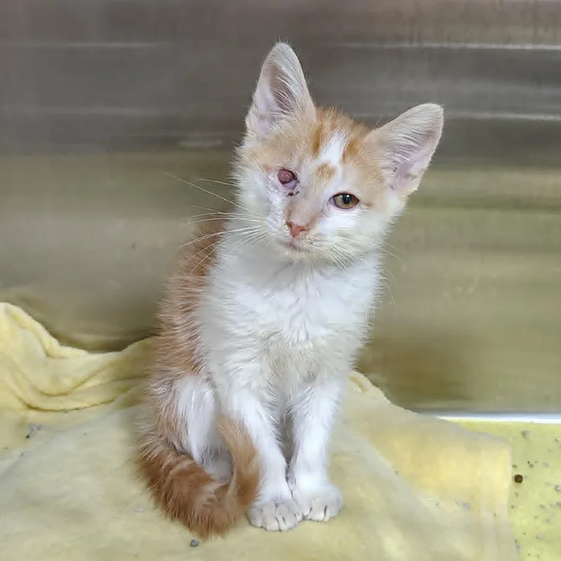 A baby small-sized male Orange / Red Domestic Short Hair cat named Kenny for adoption in Harrisonburg, VA