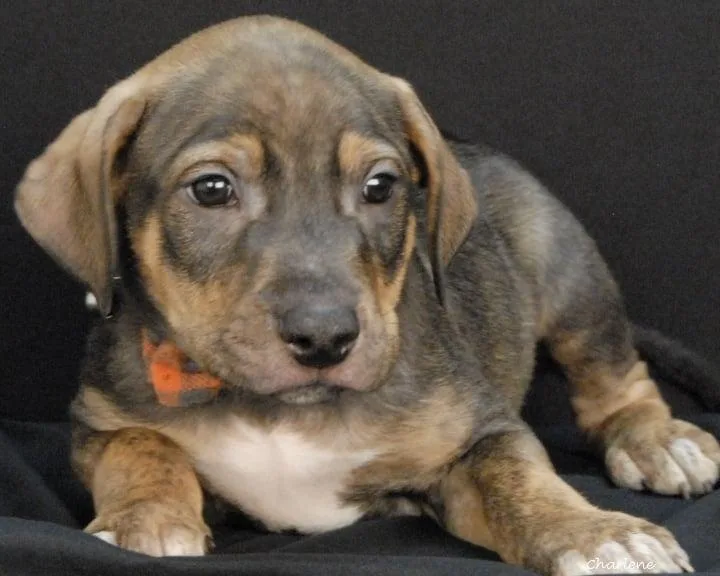 A baby medium-sized male Boxer dog named Arnold for adoption in Newland, NC