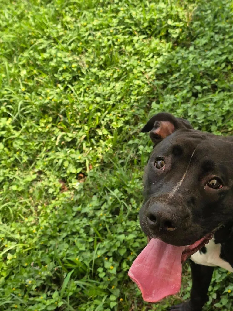 A young medium-sized female Pit Bull Terrier dog named Harmony for adoption in Humble, TX