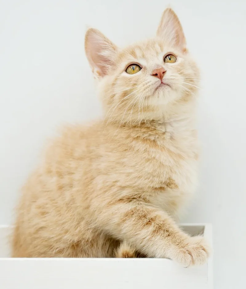 A baby small-sized male Tabby (Orange / Red) Tabby cat named Bud Is A Baby for adoption in Bedford Hills, NY