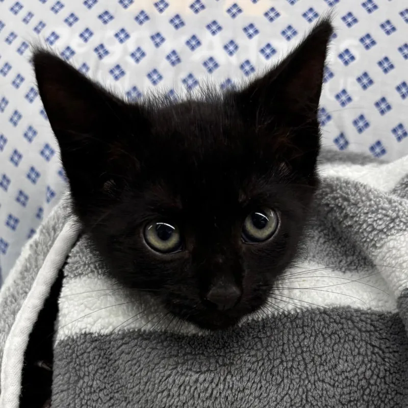 A baby small-sized male Black Domestic Short Hair cat named Biscuit for adoption in West Palm Beach, FL