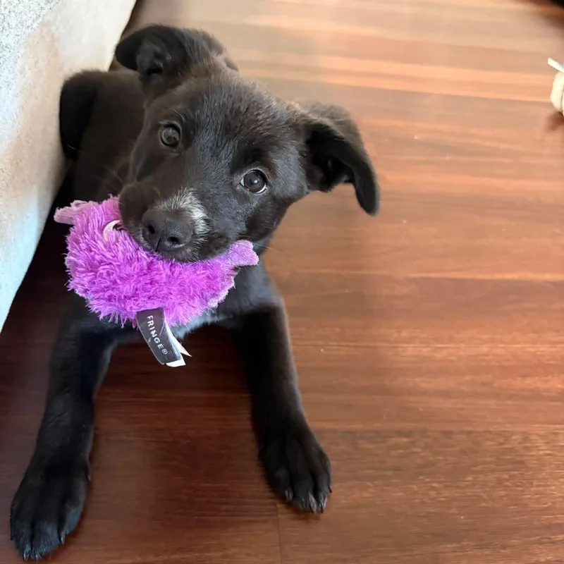 A baby medium-sized male Harlequin Australian Cattle Dog / Blue Heeler dog named Santino for adoption in Humble, TX