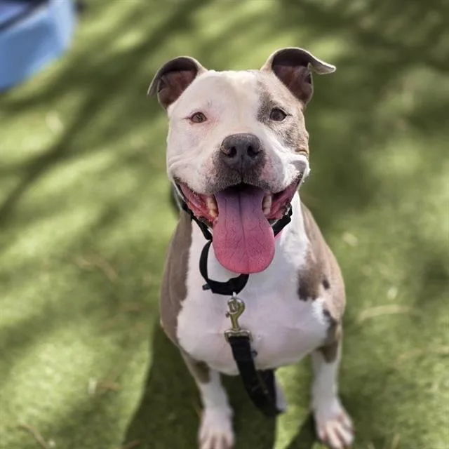 An adult small-sized female Pit Bull Terrier dog named Maui for adoption in Las Vegas, NV