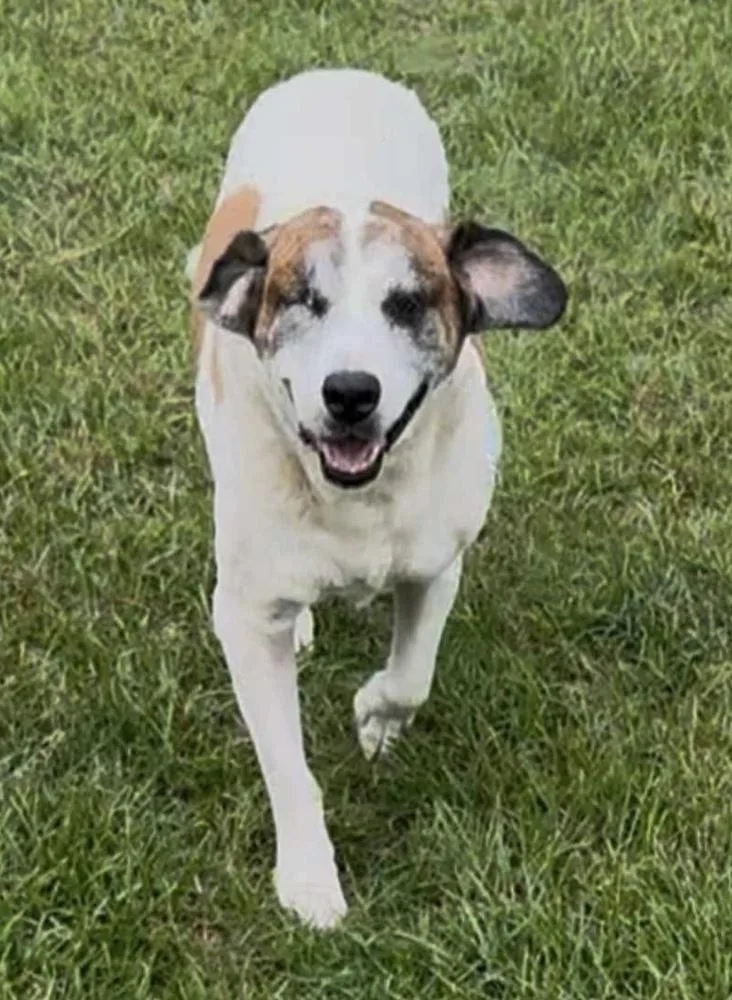 A senior large-sized male Tricolor (Brown, Black, & White) Saint Bernard dog named Max for adoption in WARNER ROBINS, GA