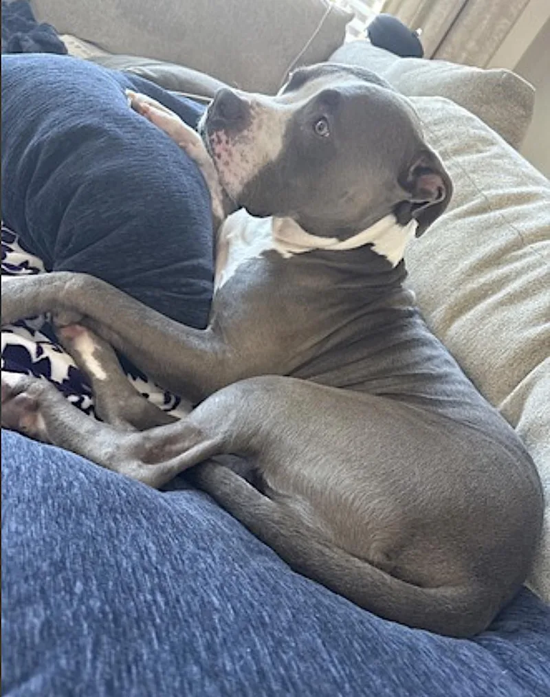 An adult large-sized male Gray / Blue / Silver Pit Bull Terrier dog named Bleux for adoption in Amherst, MA
