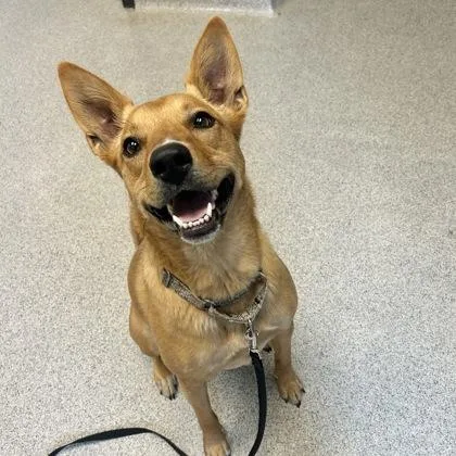 An adult medium-sized female Apricot / Beige Mixed Breed dog named Pasha for adoption in Lansing, MI