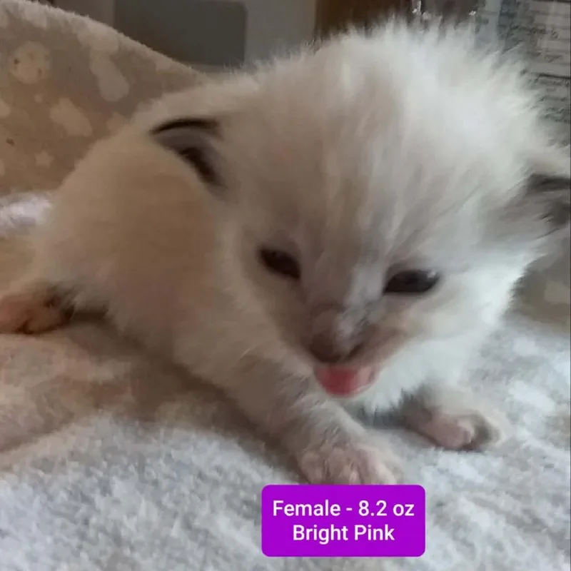 A baby small-sized female White Domestic Short Hair cat named Velvet for adoption in Brevard, NC