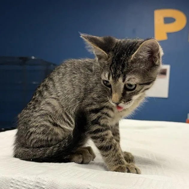 A baby small-sized male Brown / Chocolate Domestic Short Hair cat named Emmett for adoption in Tempe, AZ