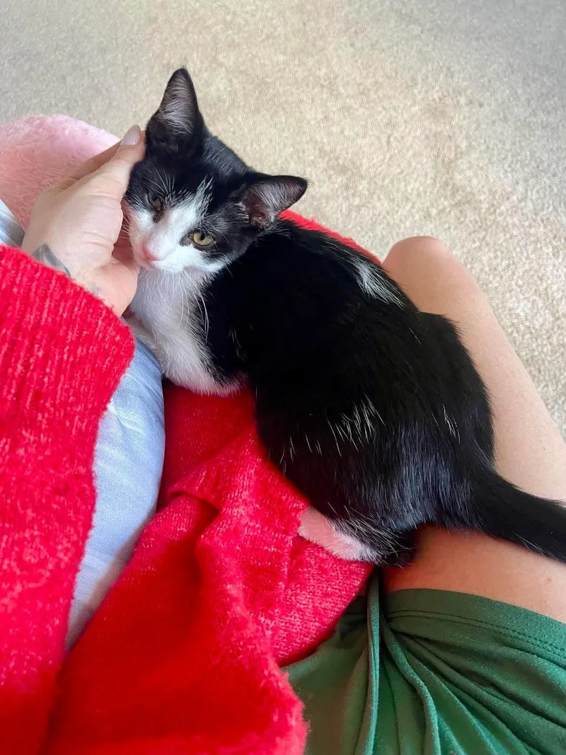 A baby medium-sized male Black & White / Tuxedo Domestic Short Hair cat named Baby Tux for adoption in Farmington Hills, MI