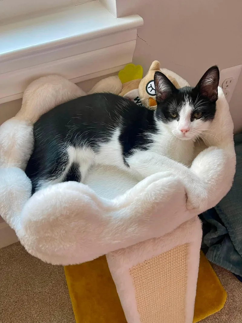 Baby Tux thumbnail 2