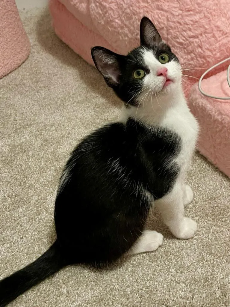 Baby Tux thumbnail 3