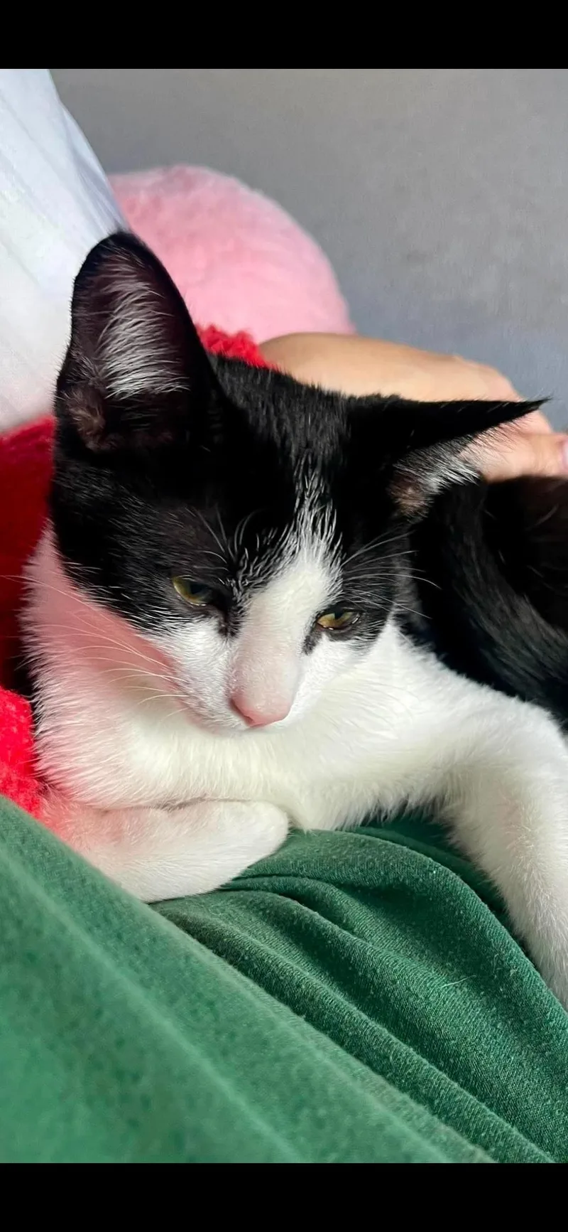 Baby Tux thumbnail 4