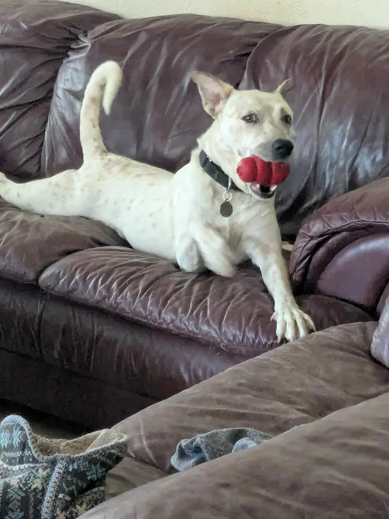 A young medium-sized female Apricot / Beige Cattle Dog dog named Saki for adoption in Wantagh, NY