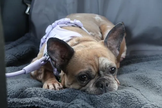Brandy thumbnail 2