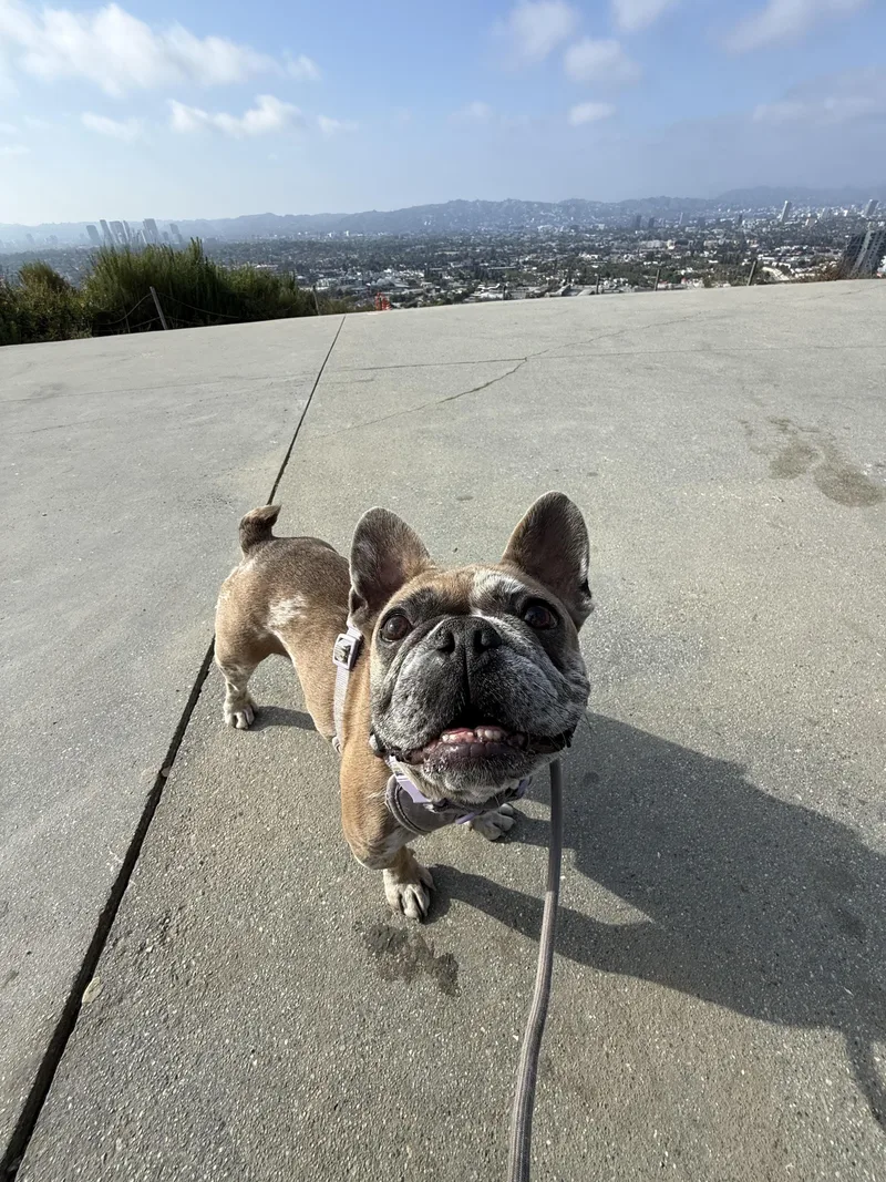 Brandy thumbnail 4