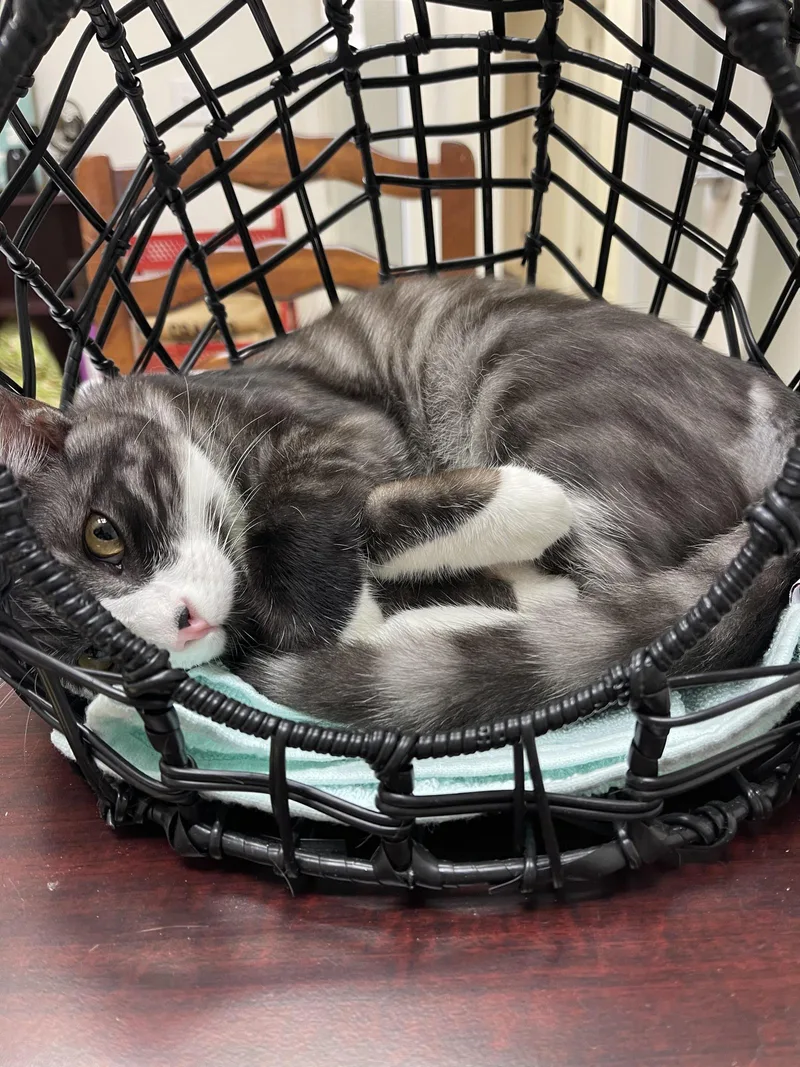 An adult medium-sized male Domestic Short Hair cat named Haku for adoption in Lincoln, CA
