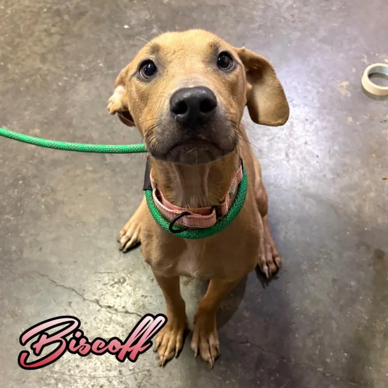 A young medium-sized female Pit Bull Terrier dog named Biscoff for adoption in Hillsboro, OH