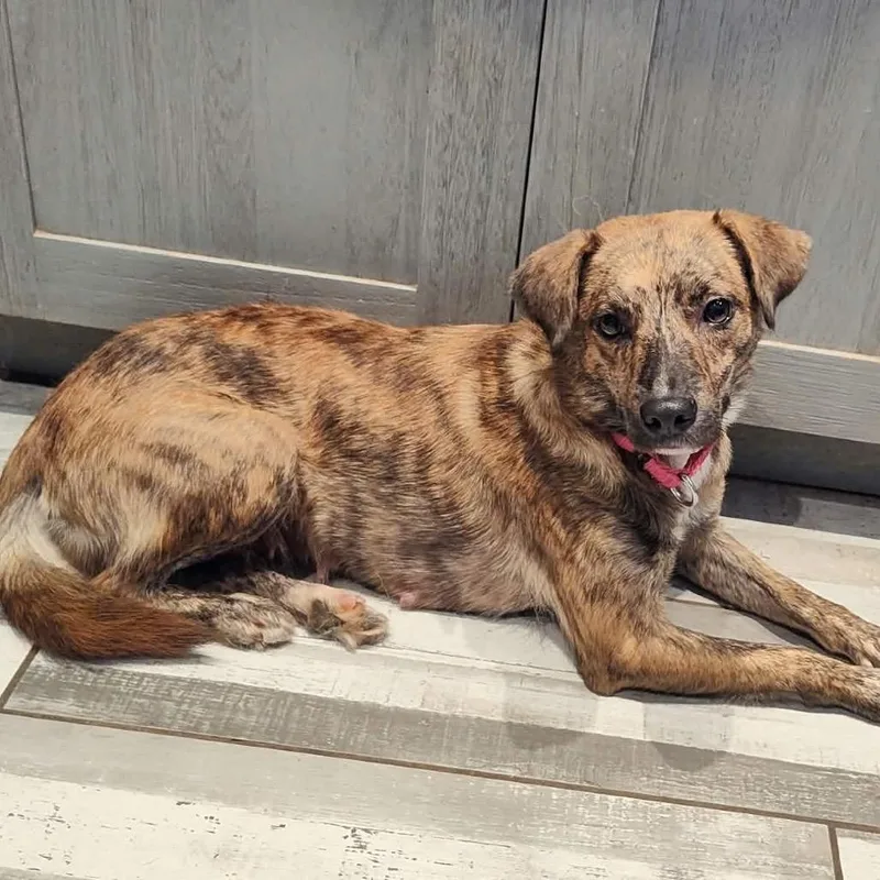 A young medium-sized female Brindle Mixed Breed dog named Angel for adoption in Fredericksburg, VA