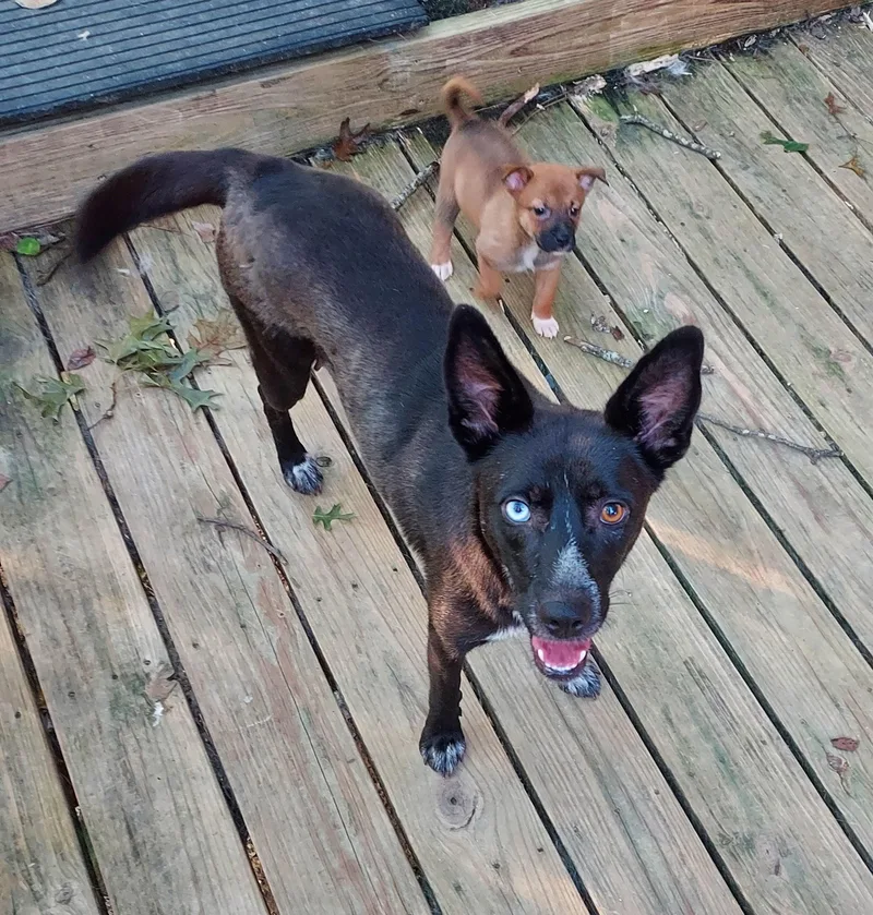 Misty Mistique thumbnail 5