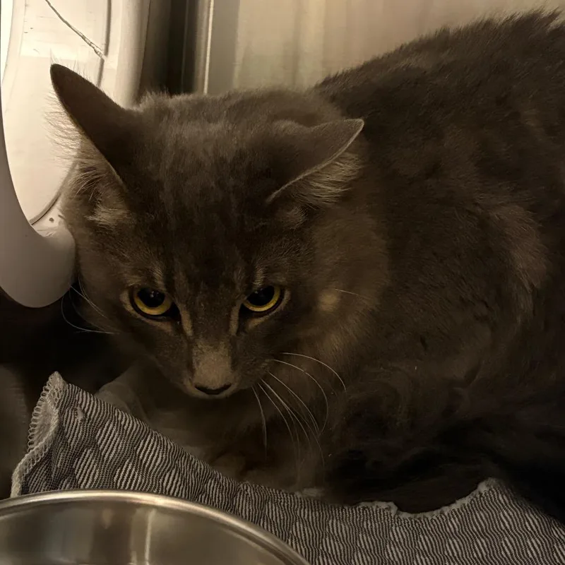 A young large-sized male Gray / Blue / Silver Domestic Long Hair cat named Fergus for adoption in Winston-Salem, NC