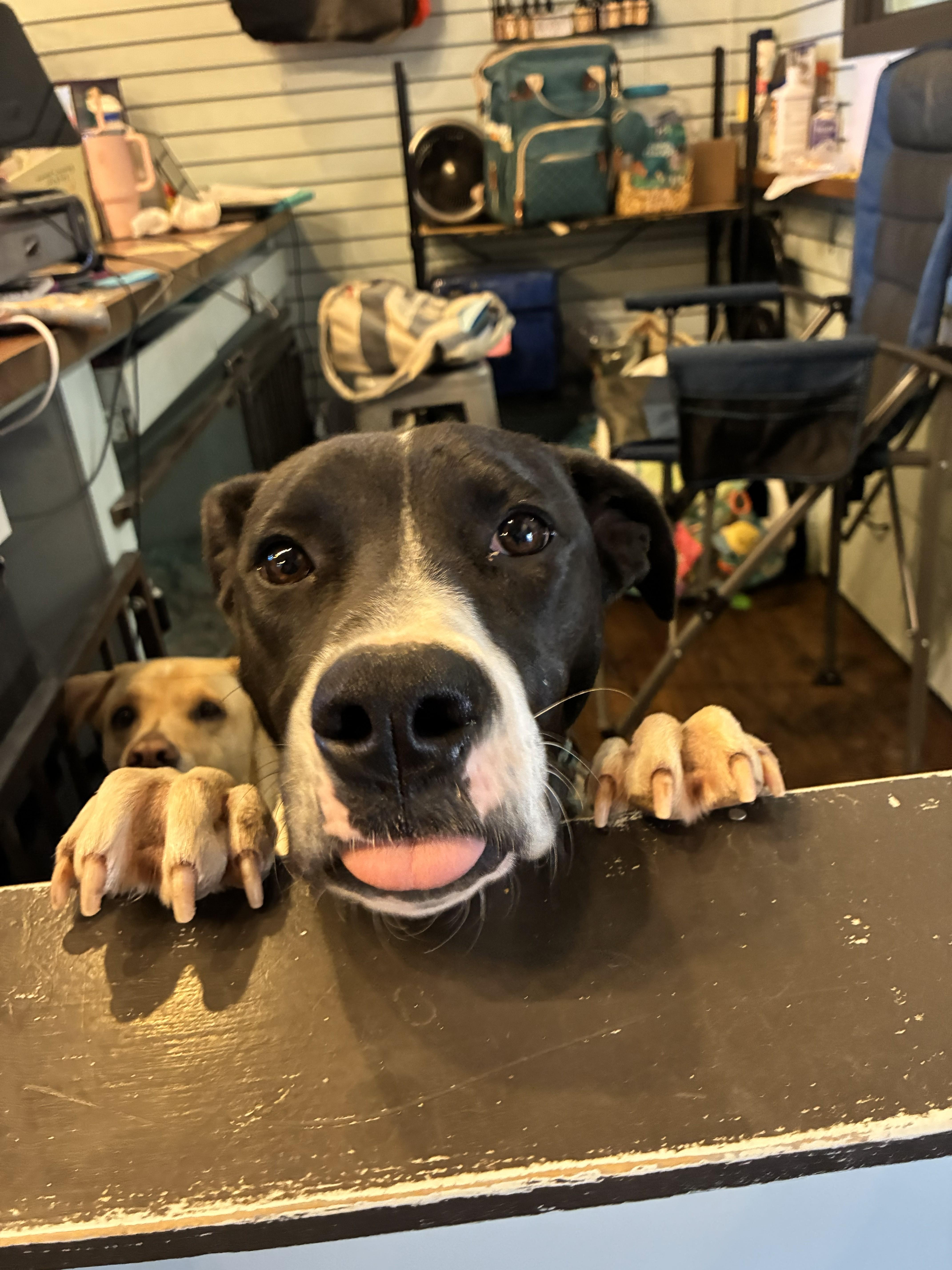 A young small-sized male Australian Cattle Dog / Blue Heeler dog named Hip Hop for adoption in Colorado Springs, CO