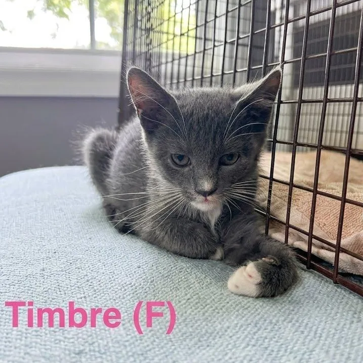 A baby medium-sized female Gray & White Domestic Short Hair cat named Timbre for adoption in Murfreesboro, TN