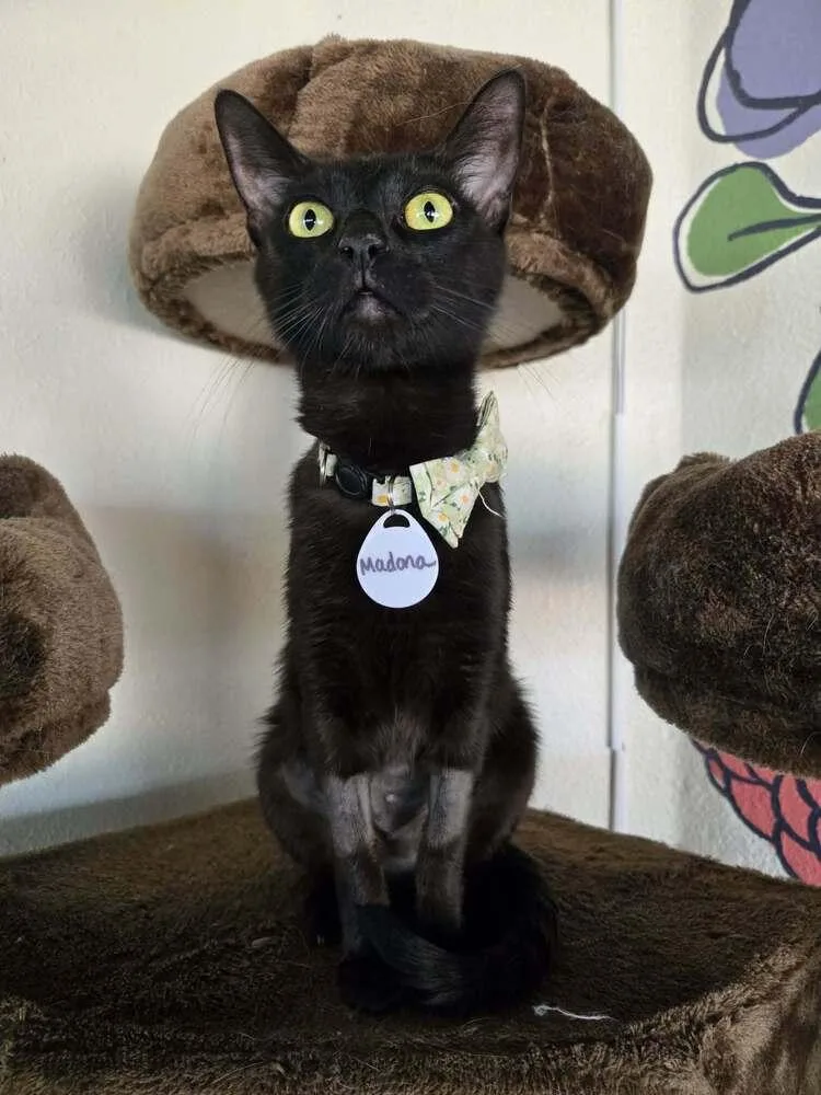 A young medium-sized female Black Domestic Short Hair cat named Madonna for adoption in tucson, AZ